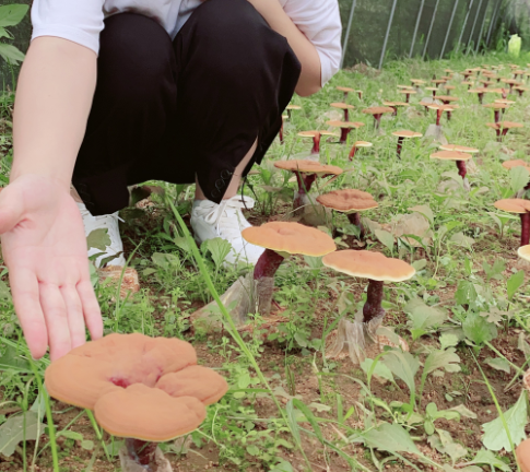 灵芝孢子粉多少钱?俄罗斯东北那边的灵芝孢子粉怎么样?-第1张图片-超越 灵芝孢子粉多少钱?俄罗斯东北那边的灵芝孢子粉怎么样?-第1张图片-超越
