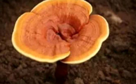 灵芝孢子粉哪个牌子好?灵芝孢子粉有什么选择标准?-第1张图片-超越 灵芝孢子粉哪个牌子好?灵芝孢子粉有什么选择标准?-第1张图片-超越