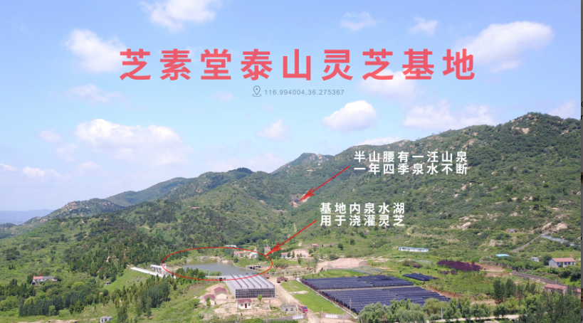 灵芝孢子粉油作用好吗？和灵芝孢子粉作用哪个好？-第1张图片-超越