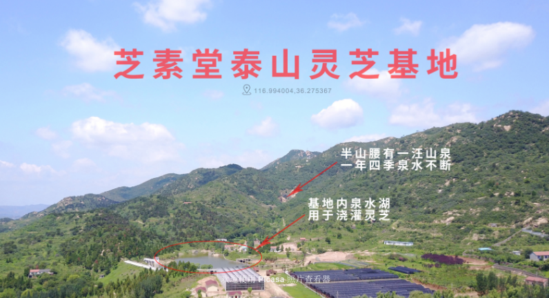 真的有千年灵芝吗?灵芝类制品应该怎么选?-第1张图片-超越 真的有千年灵芝吗?灵芝类制品应该怎么选?-第1张图片-超越
