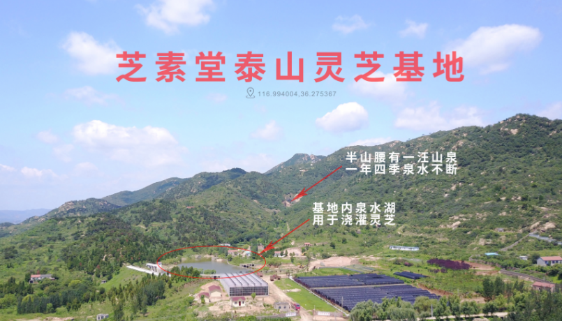 血糖高是糖尿病吗?吃灵芝孢子粉能降血糖吗?-第1张图片-超越 血糖高是糖尿病吗?吃灵芝孢子粉能降血糖吗?-第1张图片-超越