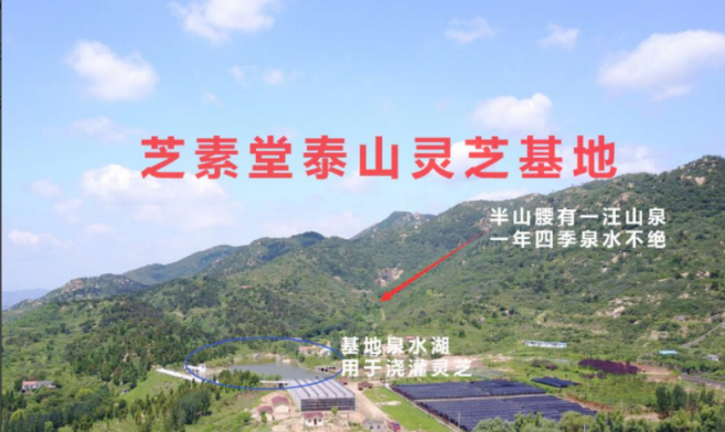 哪里出的灵芝孢子粉是最正宗的？不出意料，果然是它！-第1张图片-超越