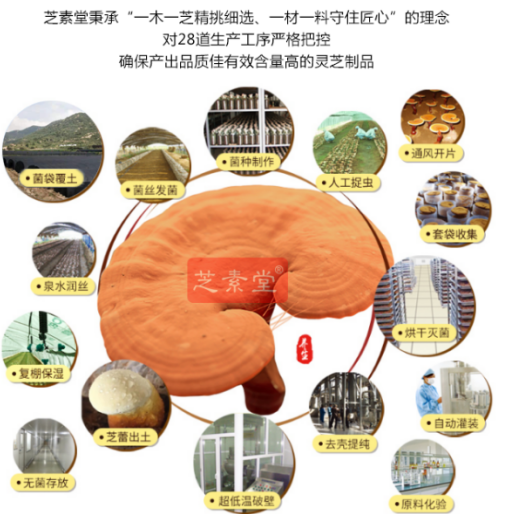 灵芝孢子粉能长期吃吗？健康是我们最大的资本！-第1张图片-超越