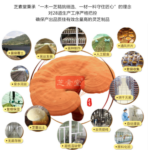 破壁灵芝孢子粉的用量，收获最大健康收益！-第1张图片-超越