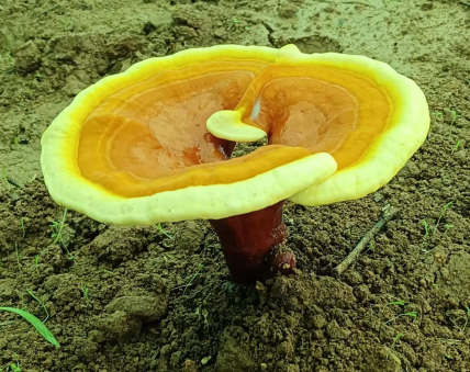 灵芝孢子粉对肝好吗?原来你们都不知道?-第1张图片-超越 灵芝孢子粉对肝好吗?原来你们都不知道?-第1张图片-超越