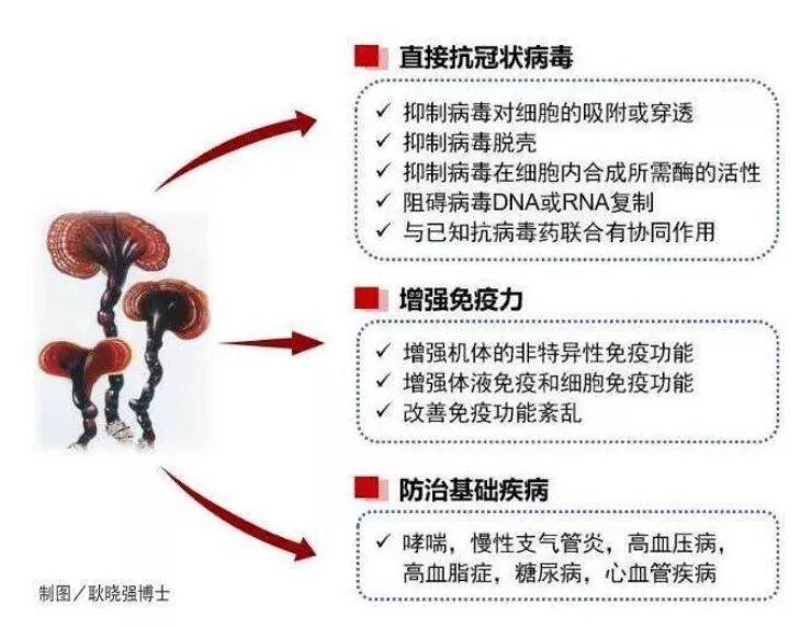 长期服灵芝孢子粉的效果怎么样，好还是不好？-第1张图片-超越