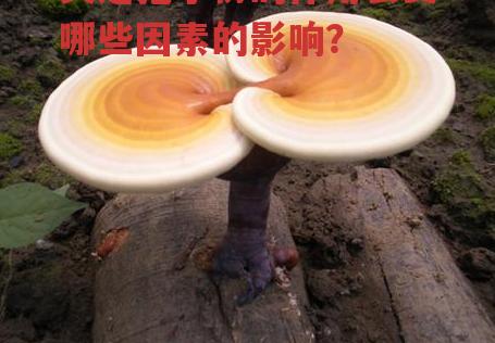 灵芝孢子粉的作用会受哪些因素的影响?-第2张图片-超越 灵芝孢子粉的作用会受哪些因素的影响?-第2张图片-超越