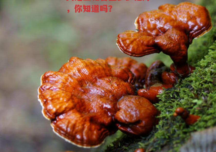 灵芝三萜含量多少是好,你知道吗?-第2张图片-超越 灵芝三萜含量多少是好,你知道吗?-第2张图片-超越