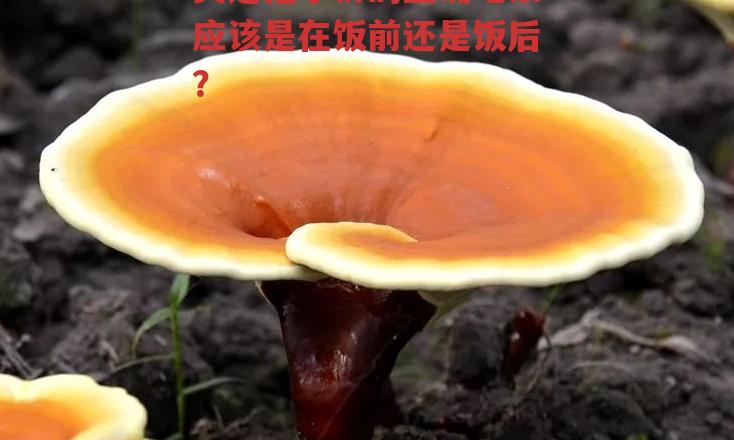 灵芝孢子粉的正确吃法应该是在饭前还是饭后?-第2张图片-超越 灵芝孢子粉的正确吃法应该是在饭前还是饭后?-第2张图片-超越