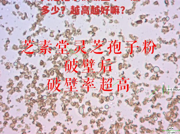 灵芝孢子粉破壁率一般多少?越高越好嘛?-第1张图片-超越 灵芝孢子粉破壁率一般多少?越高越好嘛?-第1张图片-超越
