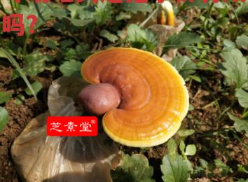 哮喘吃灵芝孢子粉有效吗?-第3张图片-超越 哮喘吃灵芝孢子粉有效吗?-第3张图片-超越