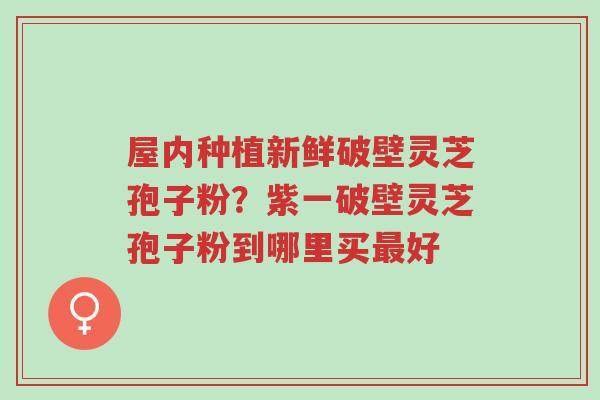 屋内种植新鲜破壁灵芝孢子粉？紫一破壁灵芝孢子粉到哪里买最好-第1张图片-超越