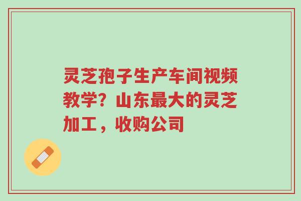 灵芝孢子生产车间视频教学？山东最大的灵芝加工，收购公司-第1张图片-超越