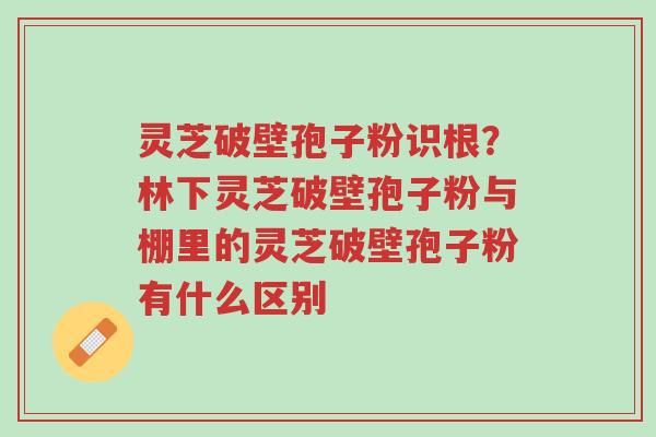 灵芝破壁孢子粉识根?林下灵芝破壁孢子粉与棚里的灵芝破壁孢子粉有什么区别-第1张图片-超越 灵芝破壁孢子粉识根?林下灵芝破壁孢子粉与棚里的灵芝破壁孢子粉有什么区别-第1张图片-超越