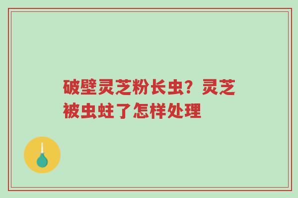 破壁灵芝粉长虫?灵芝被虫蛀了怎样处理-第1张图片-超越 破壁灵芝粉长虫?灵芝被虫蛀了怎样处理-第1张图片-超越