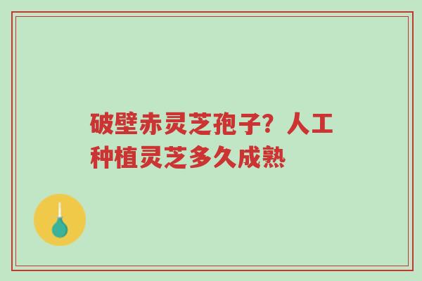破壁赤灵芝孢子？人工种植灵芝多久成熟-第1张图片-超越
