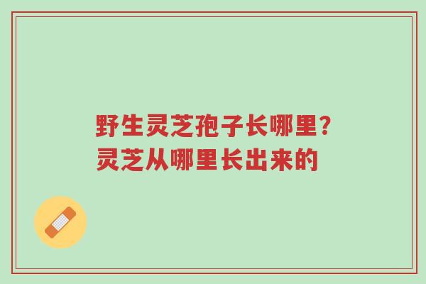 野生灵芝孢子长哪里?灵芝从哪里长出来的-第1张图片-超越 野生灵芝孢子长哪里?灵芝从哪里长出来的-第1张图片-超越