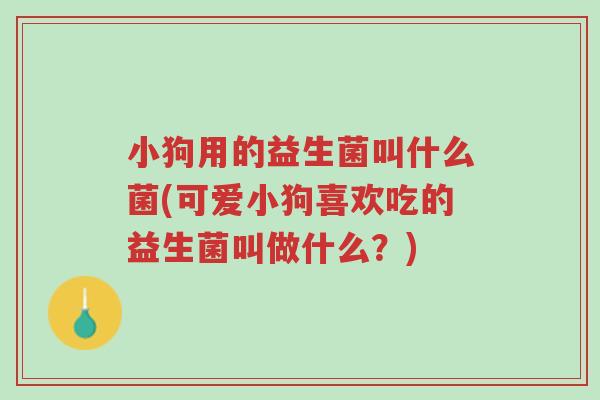 小狗用的益生菌叫什么菌(可爱小狗喜欢吃的益生菌叫做什么?)-第1张图片-超越 小狗用的益生菌叫什么菌(可爱小狗喜欢吃的益生菌叫做什么?)-第1张图片-超越