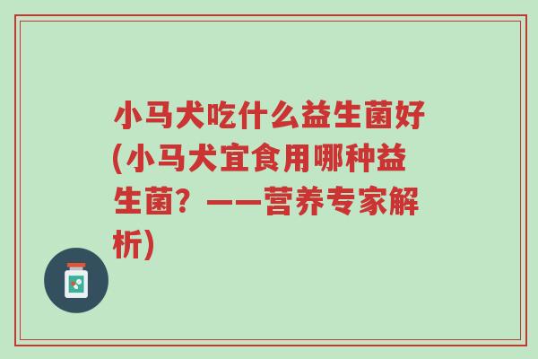 小马犬吃什么益生菌好(小马犬宜食用哪种益生菌?——营养专家解析)-第1张图片-超越 小马犬吃什么益生菌好(小马犬宜食用哪种益生菌?——营养专家解析)-第1张图片-超越