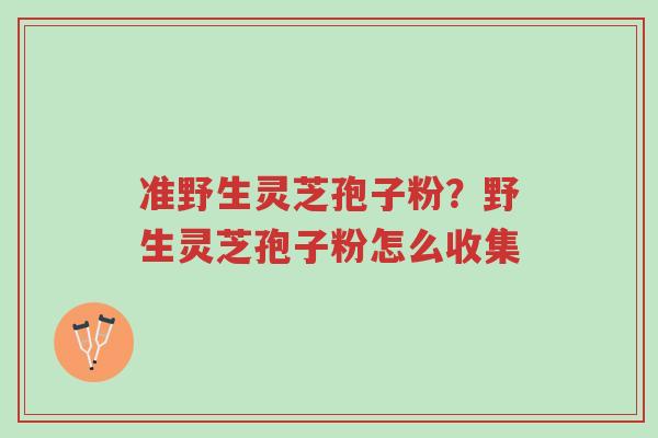 准野生灵芝孢子粉？野生灵芝孢子粉怎么收集-第1张图片-超越