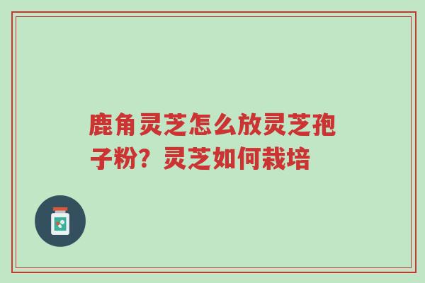 鹿角灵芝怎么放灵芝孢子粉?灵芝如何栽培-第1张图片-超越 鹿角灵芝怎么放灵芝孢子粉?灵芝如何栽培-第1张图片-超越