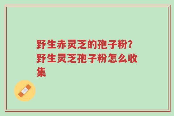 野生赤灵芝的孢子粉?野生灵芝孢子粉怎么收集-第1张图片-超越 野生赤灵芝的孢子粉?野生灵芝孢子粉怎么收集-第1张图片-超越