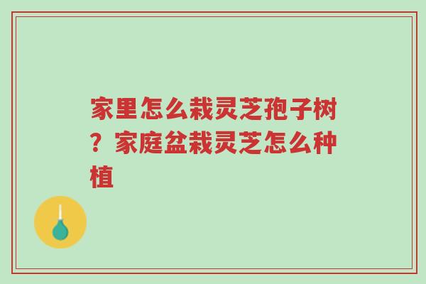 家里怎么栽灵芝孢子树?家庭盆栽灵芝怎么种植-第1张图片-超越 家里怎么栽灵芝孢子树?家庭盆栽灵芝怎么种植-第1张图片-超越