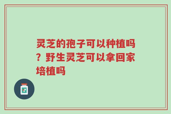 灵芝的孢子可以种植吗?野生灵芝可以拿回家培植吗-第1张图片-超越 灵芝的孢子可以种植吗?野生灵芝可以拿回家培植吗-第1张图片-超越