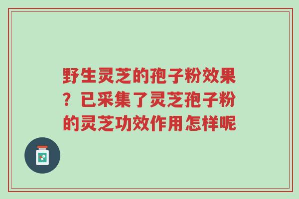 野生灵芝的孢子粉效果?已采集了灵芝孢子粉的灵芝功效作用怎样呢-第1张图片-超越 野生灵芝的孢子粉效果?已采集了灵芝孢子粉的灵芝功效作用怎样呢-第1张图片-超越