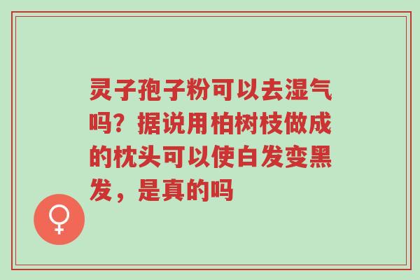 灵子孢子粉可以去湿气吗?据说用柏树枝做成的枕头可以使白发变黑发,是真的吗-第1张图片-超越 灵子孢子粉可以去湿气吗?据说用柏树枝做成的枕头可以使白发变黑发,是真的吗-第1张图片-超越