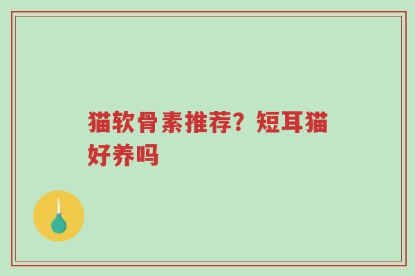 猫软骨素推荐?短耳猫好养吗-第1张图片-超越 猫软骨素推荐?短耳猫好养吗-第1张图片-超越