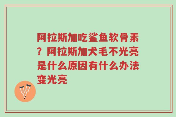 阿拉斯加吃鲨鱼软骨素?阿拉斯加犬毛不光亮是什么原因有什么办法变光亮-第1张图片-超越 阿拉斯加吃鲨鱼软骨素?阿拉斯加犬毛不光亮是什么原因有什么办法变光亮-第1张图片-超越