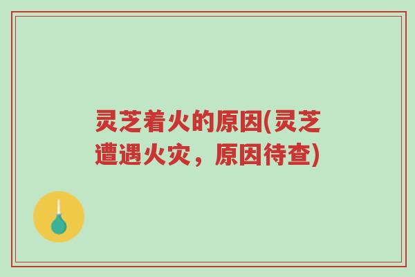 灵芝着火的原因(灵芝遭遇火灾,原因待查)-第1张图片-超越 灵芝着火的原因(灵芝遭遇火灾,原因待查)-第1张图片-超越