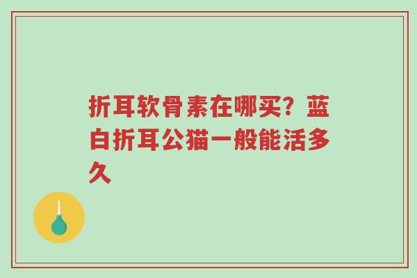 折耳软骨素在哪买?蓝白折耳公猫一般能活多久-第1张图片-超越 折耳软骨素在哪买?蓝白折耳公猫一般能活多久-第1张图片-超越