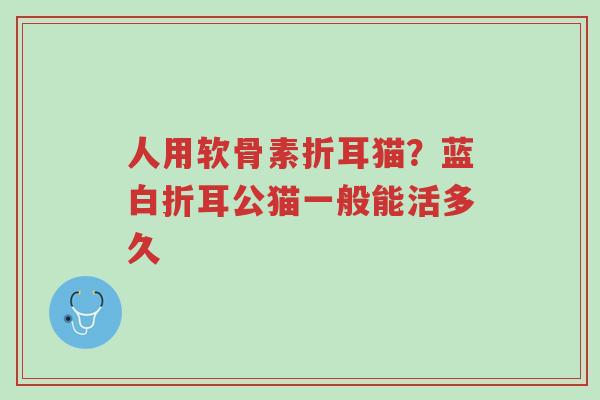 人用软骨素折耳猫?蓝白折耳公猫一般能活多久-第1张图片-超越 人用软骨素折耳猫?蓝白折耳公猫一般能活多久-第1张图片-超越