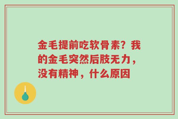 金毛提前吃软骨素?我的金毛突然后肢无力,没有精神,什么原因-第1张图片-超越 金毛提前吃软骨素?我的金毛突然后肢无力,没有精神,什么原因-第1张图片-超越