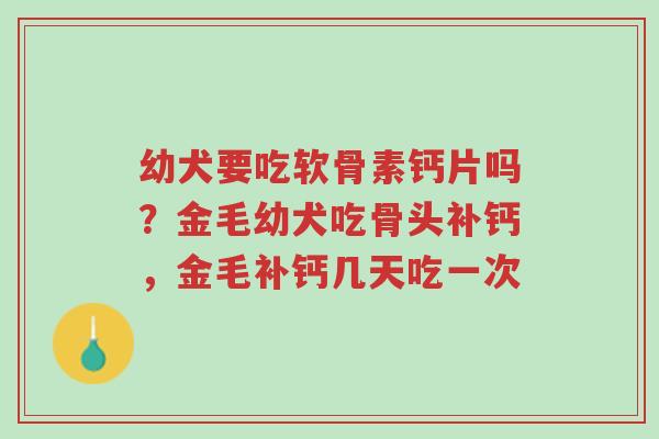 幼犬要吃软骨素钙片吗?金毛幼犬吃骨头补钙,金毛补钙几天吃一次-第1张图片-超越 幼犬要吃软骨素钙片吗?金毛幼犬吃骨头补钙,金毛补钙几天吃一次-第1张图片-超越
