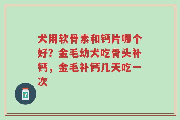 犬用软骨素和钙片哪个好?金毛幼犬吃骨头补钙,金毛补钙几天吃一次-第1张图片-超越 犬用软骨素和钙片哪个好?金毛幼犬吃骨头补钙,金毛补钙几天吃一次-第1张图片-超越