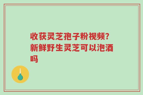 收获灵芝孢子粉视频？新鲜野生灵芝可以泡酒吗-第1张图片-超越