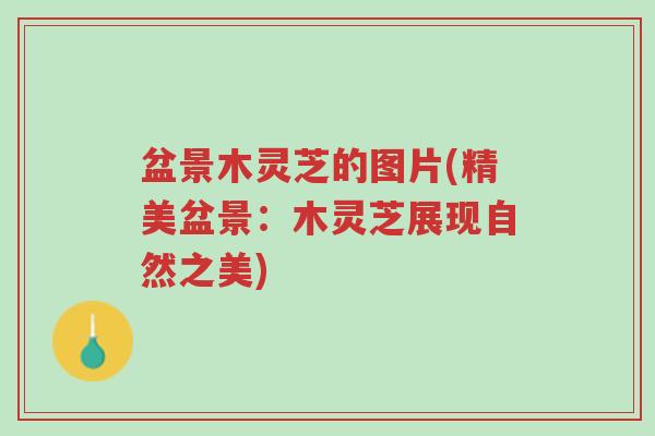 盆景木灵芝的图片(精美盆景:木灵芝展现自然之美)-第1张图片-超越 盆景木灵芝的图片(精美盆景:木灵芝展现自然之美)-第1张图片-超越