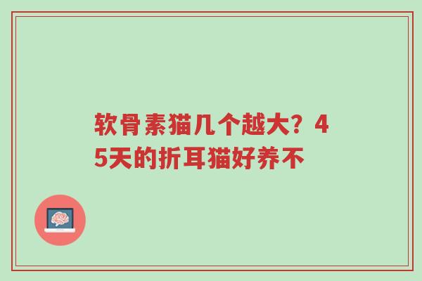 软骨素猫几个越大?45天的折耳猫好养不-第1张图片-超越 软骨素猫几个越大?45天的折耳猫好养不-第1张图片-超越