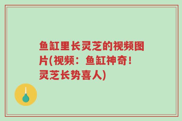 鱼缸里长灵芝的视频图片(视频:鱼缸神奇!灵芝长势喜人)-第1张图片-超越 鱼缸里长灵芝的视频图片(视频:鱼缸神奇!灵芝长势喜人)-第1张图片-超越