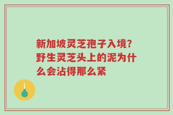 新加坡灵芝孢子入境?野生灵芝头上的泥为什么会沾得那么紧-第1张图片-超越 新加坡灵芝孢子入境?野生灵芝头上的泥为什么会沾得那么紧-第1张图片-超越