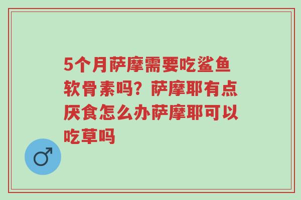 5个月萨摩需要吃鲨鱼软骨素吗?萨摩耶有点厌食怎么办萨摩耶可以吃草吗-第1张图片-超越 5个月萨摩需要吃鲨鱼软骨素吗?萨摩耶有点厌食怎么办萨摩耶可以吃草吗-第1张图片-超越