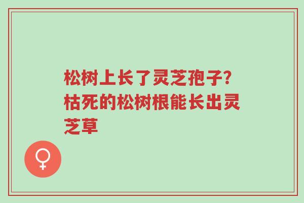松树上长了灵芝孢子?枯死的松树根能长出灵芝草-第1张图片-超越 松树上长了灵芝孢子?枯死的松树根能长出灵芝草-第1张图片-超越