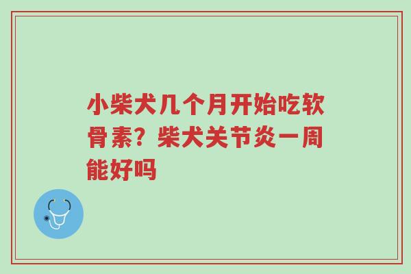 小柴犬几个月开始吃软骨素?柴犬关节炎一周能好吗-第1张图片-超越 小柴犬几个月开始吃软骨素?柴犬关节炎一周能好吗-第1张图片-超越