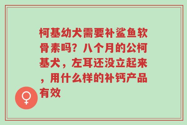 柯基幼犬需要补鲨鱼软骨素吗?八个月的公柯基犬,左耳还没立起来,用什么样的补钙产品有效-第1张图片-超越 柯基幼犬需要补鲨鱼软骨素吗?八个月的公柯基犬,左耳还没立起来,用什么样的补钙产品有效-第1张图片-超越