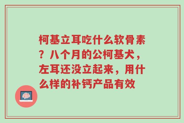 柯基立耳吃什么软骨素?八个月的公柯基犬,左耳还没立起来,用什么样的补钙产品有效-第1张图片-超越 柯基立耳吃什么软骨素?八个月的公柯基犬,左耳还没立起来,用什么样的补钙产品有效-第1张图片-超越
