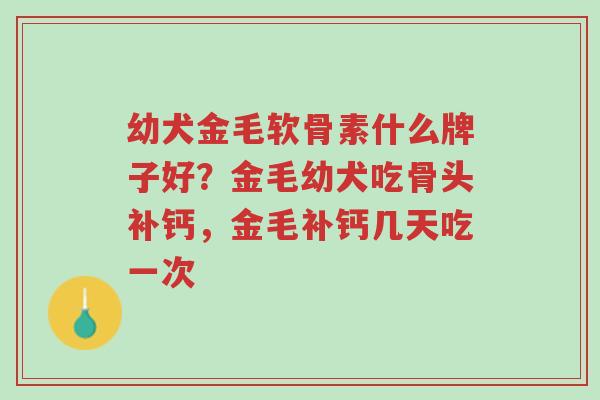幼犬金毛软骨素什么牌子好?金毛幼犬吃骨头补钙,金毛补钙几天吃一次-第1张图片-超越 幼犬金毛软骨素什么牌子好?金毛幼犬吃骨头补钙,金毛补钙几天吃一次-第1张图片-超越
