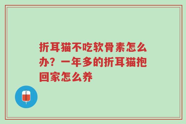 折耳猫不吃软骨素怎么办？一年多的折耳猫抱回家怎么养-第1张图片-超越
